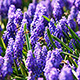 Bees on muscari spring flowers