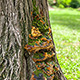 Fungus on the tree
