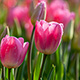 Pink wet tulips