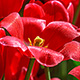 Red wet tulip detail