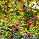 colorful garden closeup
