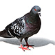 colorful pigeon with clipping path