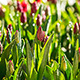 colorful tulips growing in the garden